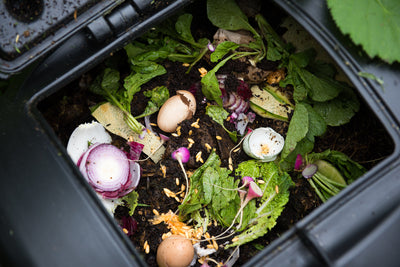 Compost Basics You Need Right Now